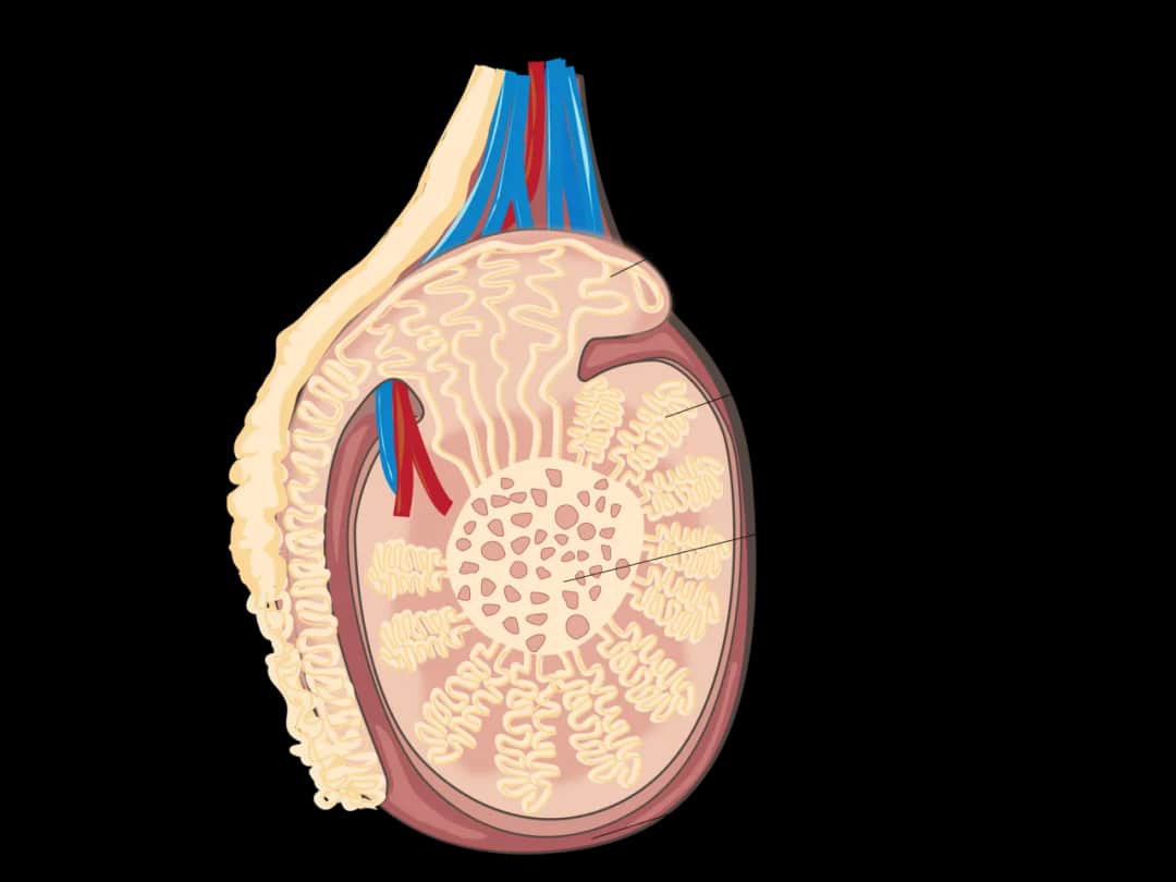 Jak wygląda jądro męskie? Odkryj jego budowę i funkcje zdrowotne